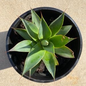 Live Succulent Agave Plant!